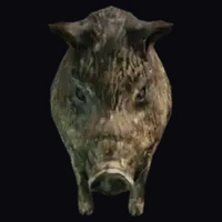 a_c_boar