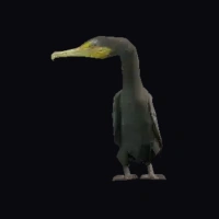 a_c_cormorant