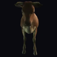 a_c_cow