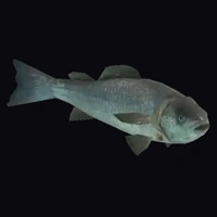 a_c_fish