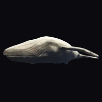 a_c_humpback