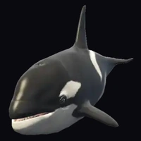 a_c_killerwhale