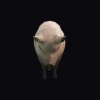 a_c_pig
