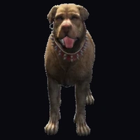 a_c_rottweiler_02