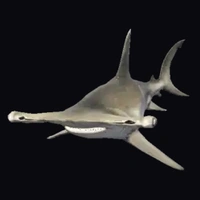 a_c_sharkhammer
